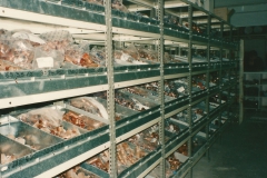 plati-oci-3